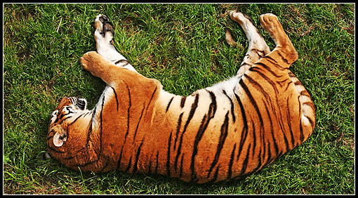 Tigre en Cabarceno